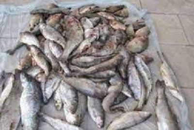 کشف و ضبط ۲ مورد تخلف صید غیر مجاز ماهی در شهرستان بدره